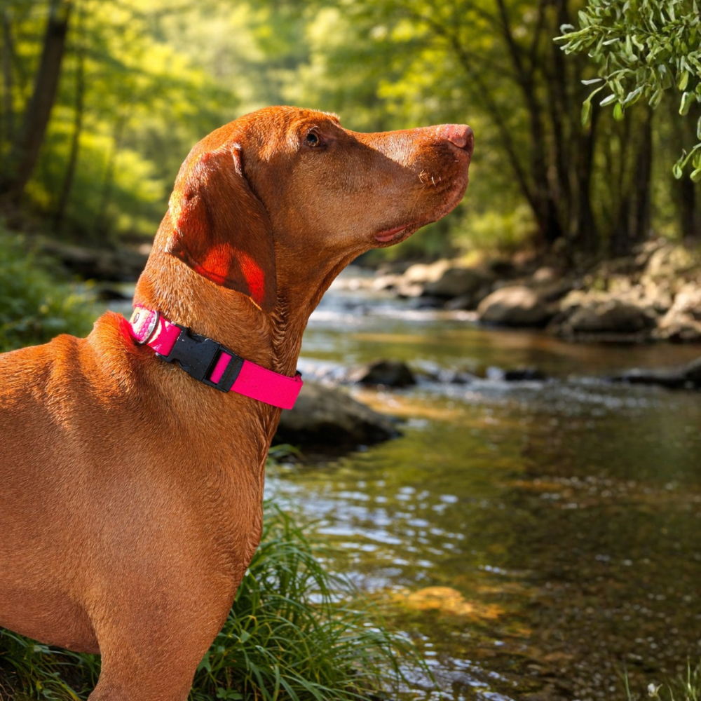 Luna's Essentials Hexa nyakörv