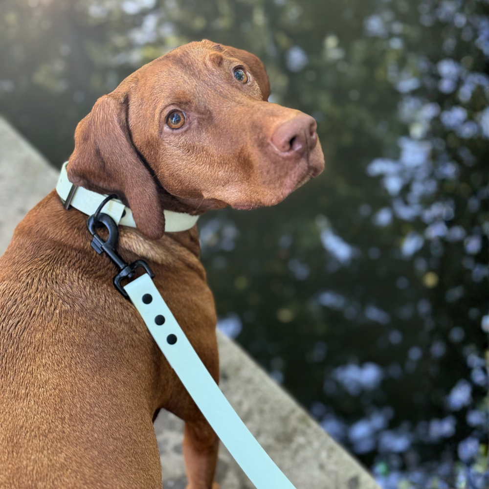 Luna's Essentials Terra nyakörv